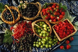 Химический состав плодов и ягод