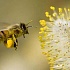 Для производства меда пчелам нужно электричество