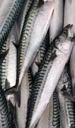Употребление рыбы спасет от инсульта и поражений мозга