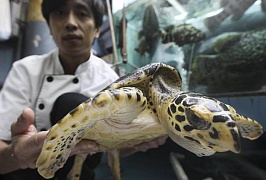 Ресторатор выкупил редкостную черепаху на свободу