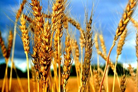 «Русский стандарт»: своя пшеница – свой спирт