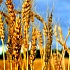 «Русский стандарт»: своя пшеница – свой спирт
