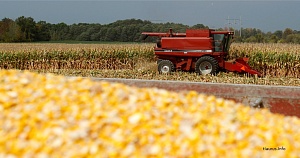 Франция просит запретить выращивание ГМ-кукурузы
