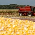 Франция просит запретить выращивание ГМ-кукурузы