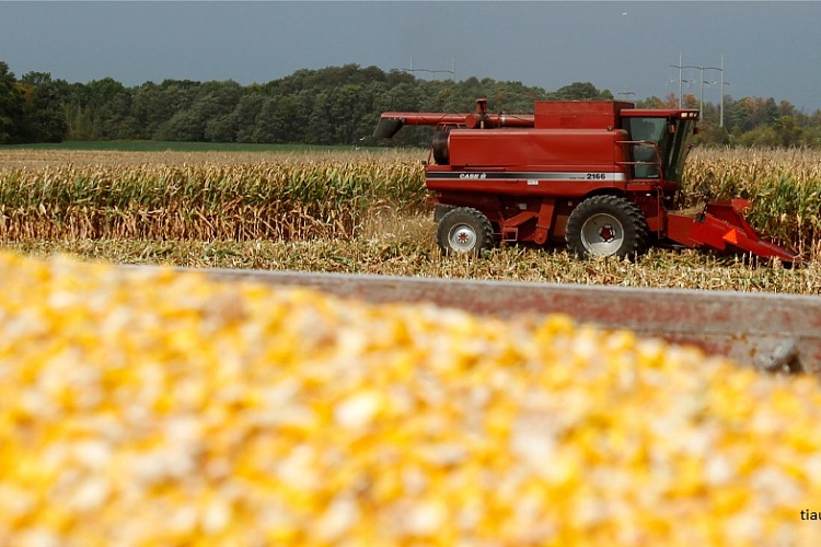 Франция просит запретить выращивание ГМ-кукурузы