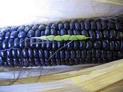 Что такое «кукуруза хопи»?