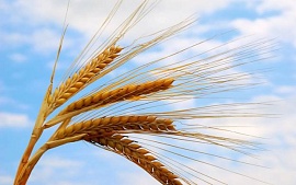 Урожай зерна в России снизился на 25%
