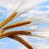 Урожай зерна в России снизился на 25%
