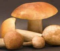 Охрана грибов