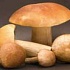 Охрана грибов