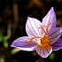 Шафран. Crocus sativus