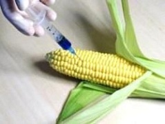 В Германии запрещен посев генно-модифицированной кукурузы