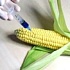 В Германии запрещен посев генно-модифицированной кукурузы