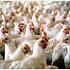 Украина: птицефабрики грозят экологической катастрофой