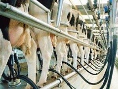 Гипоаллергенное молоко от ГМО-коров