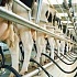 Гипоаллергенное молоко от ГМО-коров