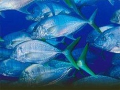 В чем польза морской рыбы?
