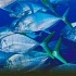 В чем польза морской рыбы?