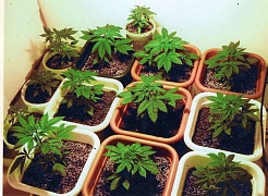 Легализация марихуаны в Вашингтоне и Колорадо
