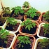 Легализация марихуаны в Вашингтоне и Колорадо