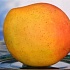Африканский манго -  фрукт для похудения 