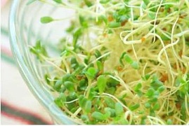Продажа проростков – рискованный бизнес