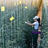 Более 1500 новых рабочих мест создаст до конца 2022 года агрохолдинг «ЭКО-культура» за счет запуска новых тепличных площадей