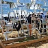 ГК «ЭФКО» приняла участие в молочном фестивале «Наша порода» в Белгородской области