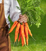 Приготовленная целиком морковь лучше сохраняет свои антираковые свойства