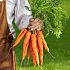 Приготовленная целиком морковь лучше сохраняет свои антираковые свойства