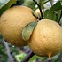 Бергамот