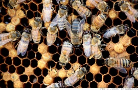 Мед от сенной лихорадки