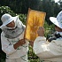 Обычаи русских пчеловодов