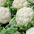 Порошок из цветной капусты 
