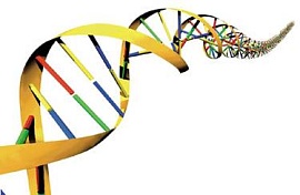 Еда и ДНК. Геномика