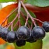 Лечебные свойства сока черноплодной рябины