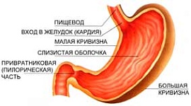 Секреторная деятельность желудка.