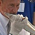 Почему Путин поцеловал беременного осетра?