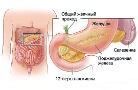 Состав и свойства сока поджелудочной железы 