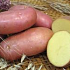 Индийские генетики вырастили генномодифицированный мясной картофель.