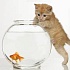 Чем не рекомендуется кормить кошку