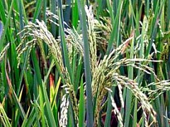 Рис и пшеницу будут выращивать роботы