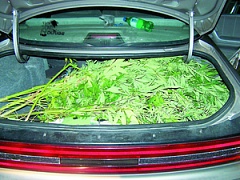 Багажник с марихуаной в Оренбуржье