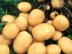 Картофель: земляные яблоки