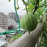 Огородный бум среди городских китайцев