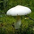 Мухомор вонючий