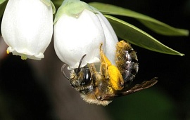 Штатам угрожает пчелиный коллапс