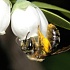 Штатам угрожает пчелиный коллапс