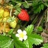Минеральные вещества в ягодах