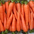 Полезная морковь